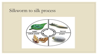 Silkworm to silk process
 