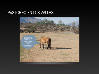 PASTOREO EN LOS VALLES 
QUE BUENO 
QUE LA 
PRIMAVERA 
SE 
APROXIMA 
 