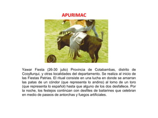 APURIMAC




Yawar Fiesta (26-30 julio) Provincia de Cotabambas, distrito de
Ccoyllurqui, y otras localidades del departamento. Se realiza al inicio de
las Fiestas Patrias. El ritual consiste en una lucha en donde se amarran
las patas de un cóndor (que representa lo andino) al lomo de un toro
(que representa lo español) hasta que alguno de los dos desfallece. Por
la noche, los festejos continúan con desfiles de bailarines que celebran
en medio de paseos de antorchas y fuegos artificiales.
 