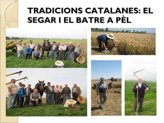 TRADICIONS CATALANES: EL SEGAR I EL BATRE A PÈL 
