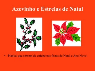 Azevinho e Estrelas de Natal Plantas que servem de enfeite nas festas do Natal e Ano Novo 