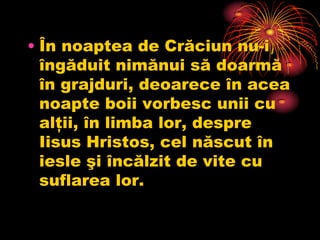 • În noaptea de Crăciun nu-i
  îngăduit nimănui să doarmă
  în grajduri, deoarece în acea
  noapte boii vorbesc unii cu
  alţii, în limba lor, despre
  Iisus Hristos, cel născut în
  iesle şi încălzit de vite cu
  suflarea lor.
 