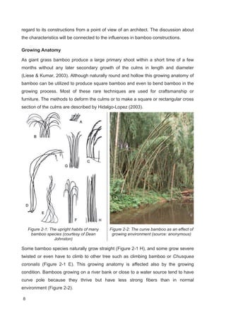 8
regard to its constructions from a point of view of an architect. The discussion about
the characteristics will be connected to the influences in bamboo constructions.
Growing Anatomy
As giant grass bamboo produce a large primary shoot within a short time of a few
months without any later secondary growth of the culms in length and diameter
(Liese  Kumar, 2003). Although naturally round and hollow this growing anatomy of
bamboo can be utilized to produce square bamboo and even to bend bamboo in the
growing process. Most of these rare techniques are used for craftsmanship or
furniture. The methods to deform the culms or to make a square or rectangular cross
section of the culms are described by Hidalgo-Lopez (2003).
Figure 2-1: The upright habits of many
bamboo species (courtesy of Dean
Johnston)
Figure 2-2: The curve bamboo as an effect of
growing environment (source: anonymous)
Some bamboo species naturally grow straight (Figure 2-1 H), and some grow severe
twisted or even have to climb to other tree such as climbing bamboo or Chusquea
coronalis (Figure 2-1 E). This growing anatomy is affected also by the growing
condition. Bamboos growing on a river bank or close to a water source tend to have
curve pole because they thrive but have less strong fibers than in normal
environment (Figure 2-2).
 