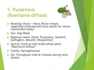 1. Punarnava
(Boerhavia diffusa)
 Meaning: Punar + Nava (Punar means
regaining/restoring and nava stands for newer,
rejuv...