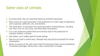 Some uses of cereals
 As animal feed, they are consumed mainly by livestock and poultry
 Many cereals are used industrially in the production of a wide range of substances,
such as glucose, adhesives, oils, and alcohols.
 The maize grain is processed into a growing number of food products, including
corn flour, corn oil, corn syrup, and many other by-products.
 It is a very important animal feed and is heavily used in the production of
cellulosic ethanol, a biofuel.
 Like wheat, rye is widely used for bread making.
 Oats are are used in animal feed, although they may also be processed for human
consumption.
 Barley is a source of the malt used in both the brewing of beer and the distillation
of alcoholic beverages. Barley malt is also a constituent of vinegar
 