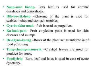 • Naap-saor koong- Bark leaf is used for chronic
diarrhoea and gonorrhoea.
• Hik-bo-rik-loap –Rhizome of the plant is used for
scabies, itches and stomach troubles.
• Gye-bookha-noak –ftuit is used as purgative.
• Ka-look-paot –Fruit cotyledon paste is used for skin
diseases and mumps.
• De-chyoo-koong –Roots of the plant act as antidote in of
food poisoning.
• Tung-chaong-maon-rik –Crushed leaves are used for
poultice for sores.
• Faodjyirip –Bark, leaf and latex is used in case of acute
dysentery.
 