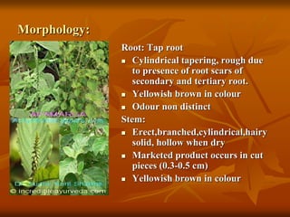 Morphology:
Root: Tap root
 Cylindrical tapering, rough due
to presence of root scars of
secondary and tertiary root.
 Yellowish brown in colour
 Odour non distinct
Stem:
 Erect,branched,cylindrical,hairy
solid, hollow when dry
 Marketed product occurs in cut
pieces (0.3-0.5 cm)
 Yellowish brown in colour
 