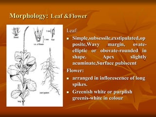 Morphology: Leaf &Flower
Leaf:
 Simple,subsessile,exstipulated,op
posite,Wavy margin, ovate-
elliptic or obovate-rounded in
shape. Apex slightly
acuminate,Surface pubiscent
Flower:
 arranged in inflorescence of long
spikes.
 Greenish white or purplish
greenis-white in colour
 