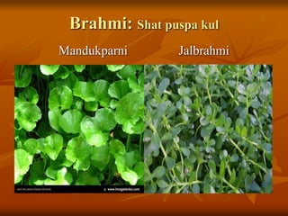 Brahmi: Shat puspa kul
Mandukparni Jalbrahmi
 