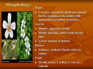 Morphology:
Plant
 Creeper, succulent, glabrous annual
herbs; rooting at the nodes with
numerous ascending branches.
Leaves
 Simple, opposite, sessile
 Fleshy obovate, entire with broad
apex
 Lower surface is dotted
Flower
 Solitary, stalked, bluish white in
colour
Fruit
 Ovoid, acute, 2 celled, 2 valved,
capsule
 