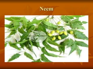 Neem
 