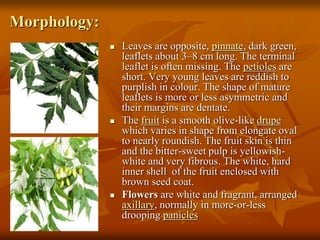 Morphology:
 Leaves are opposite, pinnate, dark green,
leaflets about 3–8 cm long. The terminal
leaflet is often missing. The petioles are
short. Very young leaves are reddish to
purplish in colour. The shape of mature
leaflets is more or less asymmetric and
their margins are dentate.
 The fruit is a smooth olive-like drupe
which varies in shape from elongate oval
to nearly roundish. The fruit skin is thin
and the bitter-sweet pulp is yellowish-
white and very fibrous. The white, hard
inner shell of the fruit enclosed with
brown seed coat.
 Flowers are white and fragrant, arranged
axillary, normally in more-or-less
drooping panicles
 