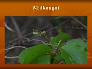 Malkangni
 