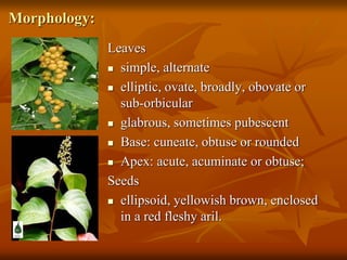 Morphology:
Leaves
 simple, alternate
 elliptic, ovate, broadly, obovate or
sub-orbicular
 glabrous, sometimes pubescent
 Base: cuneate, obtuse or rounded
 Apex: acute, acuminate or obtuse;
Seeds
 ellipsoid, yellowish brown, enclosed
in a red fleshy aril.
 