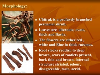 Morphology:
 Chitrak is a profusely branched
perennial shrub.
 Leaves are alternate, ovate,
thick and flashy.
 The flowers are either red ,
white and Blue in thick racemes.
 Root stocks reddish to deep
brown, scars of rootlets present,
bark thin and brown, internal
structure striated, odour,
disagreeable, taste, acrid.
 