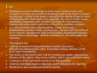 Use:
 Plumbago is used traditionally to treat warts, broken bones and
wounds. It is taken as a snuff for headaches and as an emetic to dispel
bad dreams. A stick of the plant is placed in the thatch of huts to ward
off lightning.The whole plant, but especially the root, is acrid, emetic,
odontalgic, sialagogue and vesicant. Chewing the root produces
copious salivation and is said to be of benefit in treating toothache.
 It is also useful in colic, inflammations, cough, bronchitis,
helminthiasis, haemorrhoids, elephantiasis, chronic and intermittent
fever, leprosy, leucaderma, ring-worm, scabies, hepatosplenomegaly,
amenorrhoea, odontalgia, vitiated conditions of vata and kapha and
anaemia.
Therapeutic use:
 Chitrak is used in treating intestinal troubles, dysentery,
leucoderma,inflammation, piles, bronchitis, itching, diseases of the
liver, and consumption.
 The leaves of this herb work well for treating laryngitis, rheumatism,
diseases of the spleen, ring worm, scabies, and it acts as an aphrodisiac.
 A tincture of the root bark is used as an anti-periodic.
 Chitrak root helps improve digestion and it stimulates the appetite.
 Rootbark is also considered useful in obesity.
 