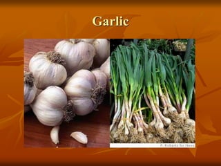 Garlic
 