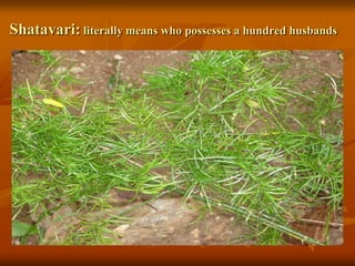 Shatavari: literally means who possesses a hundred husbands
 