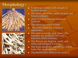 Morphology:
 A tuberous climber with straight or
hooked spines.
 The tubers are white, radish shaped, and
found in clusters.
 short rootstock bearing numerous
fusiform
 The tubers are bitter in taste.
 The entire plant has a feathery
appearance.
 The stem is woody, dark green. The
branches are modified into leafy
structure called cladodes.
 The flowers are fragrant, small, and
white and arranged in cluster.
 The fruits are fleshy, red berries, which
looks like small cherries.
 The berries have three to six seeds.
 