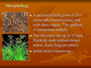Morphology
 A perennial herb grows 0.33-1
metre tall, branches long and
with three edges,. The spiklets
in compound umbels.
 The rhizomes are up to 25 mm
blackish, dark reddish-brown
tubers ,hard, fragrant tubers.
 aerial stems triquetrous.
 