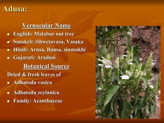 Adusa:
Vernacular Name
 English: Malabar nut tree
 Sanskrit :Shwetavasa, Vasaka
 Hindi: Arusa, Bansa, sinmukhi
 Gujarati: Aradusi
Botanical Source
Dried & fresh leaves of
 Adhatoda vasica
 Adhatoda zeylanica
 Family: Acanthaceae
 