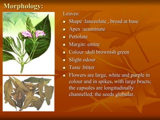 Morphology:
Leaves:
 Shape :lanceolate , broad at base
 Apex :acuminate
 Petiolate
 Margin: entire
 Colour :dull brownish green
 Slight odour
 Taste :bitter
 Flowers are large, white and purple in
colour and in spikes, with large bracts;
the capsules are longitudinally
channelled; the seeds globular.
 