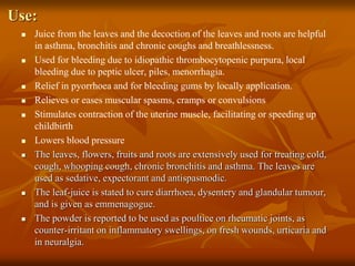 Use:
 Juice from the leaves and the decoction of the leaves and roots are helpful
in asthma, bronchitis and chronic coughs and breathlessness.
 Used for bleeding due to idiopathic thrombocytopenic purpura, local
bleeding due to peptic ulcer, piles, menorrhagia.
 Relief in pyorrhoea and for bleeding gums by locally application.
 Relieves or eases muscular spasms, cramps or convulsions
 Stimulates contraction of the uterine muscle, facilitating or speeding up
childbirth
 Lowers blood pressure
 The leaves, flowers, fruits and roots are extensively used for treating cold,
cough, whooping cough, chronic bronchitis and asthma. The leaves are
used as sedative, expectorant and antispasmodic.
 The leaf-juice is stated to cure diarrhoea, dysentery and glandular tumour,
and is given as emmenagogue.
 The powder is reported to be used as poultice on rheumatic joints, as
counter-irritant on inflammatory swellings, on fresh wounds, urticaria and
in neuralgia.
 