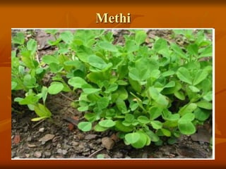 Methi
 