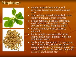 Morphology:
 Annual aromatic herb,with a well
developed taproot and much branched
roots.
 Stem solitary or basally branched, terete,
slightly pubescent, green to purple.
 Leaves petiolate, alternate, trifoliolate,
small, adnate to the petiole. Leaflets
obovate or oblong, margin is entire.
 Flowers whitish, solitary, axillary,
subsessile.
 Fruits straight to occasionally sickle-
shaped, linear pods, glabrous, with fine
longitudinal veins.
 Seeds oblong-rhomboidal, 3– 5 mm long
and 2–3 mm wide, with a deep furrow
dividing each into two unequal lobes, with
rounded corners, rather smooth, brownish.
odour pleasant; taste bitter.
 