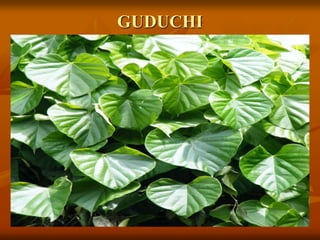 GUDUCHI
 