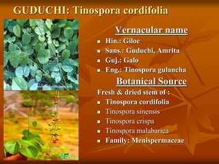 GUDUCHI: Tinospora cordifolia
Vernacular name
 Hin.: Giloe
 Sans.: Guduchi, Amrita
 Guj.: Galo
 Eng.: Tinospora gulancha
Botanical Source
Fresh & dried stem of :
 Tinospora cordifolia
 Tinospora sinensis
 Tinospora crispa
 Tinospora malabarica
 Family: Menispermaceae
 