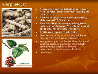 Morphology:
 A spreading perennial deciduous twinner
with succulent stems and easily pealing off
papery bark.
 Leaves simple, alternate, cordate, entire,
glabrous, with 7-9 nerves.
 Flowers yellow in recemes, arising from
nodes on the old wood. Male flowers usually
are in clusters and female solitary.
 Fruits are drupes, red when ripe.
 Stem occurs in pieces of varying thickness
ranging from 0.6-5 cm in diameter
 young stems green with smooth surfaces and
swelling at nodes, older ones show a light
brown surface marked with warty
protuberances due to circular lenticels
 taste bitter.
 