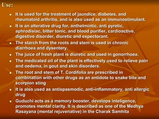 Use:
 It is used for the treatment of jaundice, diabetes, and
rheumatoid arthritis, and is also used as an immunostimulant.
 It is an alterative drug for, anthelmintic, anti pyretic,
aphrodisiac, bitter tonic, and blood purifier, cardioactive,
digestive disorder, diuretic and expectorant.
 The starch from the roots and stem is used in chronic
diarrhoea and dysentery.
 The juice of fresh plant is diuretic and used in gonorrhoea.
 The medicated oil of the plant is effectively used to relieve pain
and oedema, in gout and skin disorders.
 The root and stem of T. Cordifolia are prescribed in
combination with other drugs as an antidote to snake bite and
scorpion sting
 It is also used as antispasmodic, anti-inflammatory, anti allergic
drug
 Guduchi acts as a memory booster, develops inteligence,
promotes mental clarity. It is described as one of the Medhya
Rasayana (mental rejuvenative) in the Charak Samhita
 