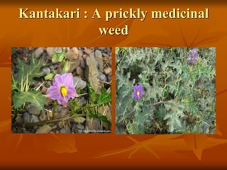 Kantakari : A prickly medicinal
weed
 