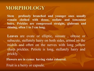 MORPHOLOGY
Stem profusely branched and younger ones usually
remain clothed with dense, stellate and tomentose
hairs. Prickles are compressed straight, glabrous and
shining, often 1 to 3 cm long.
Leaves are ovate or elliptic, sinuate , obtuse or
subacute, stellately hairy on both sides, armed on the
midrib and often on the nerves with long yellow
sharp prickles. Petiole is long, stellately hairy and
prickly.
Flowers are in cymes having violet coloured.
Fruit is a berry or capsule.
 
