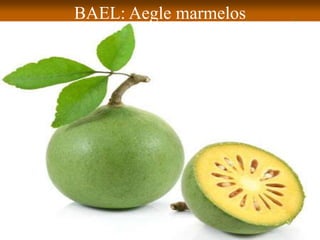 BAEL: Aegle marmelos
 