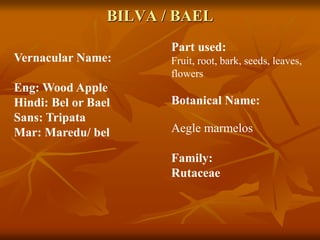BILVA / BAEL
Vernacular Name:
Eng: Wood Apple
Hindi: Bel or Bael
Sans: Tripata
Mar: Maredu/ bel
Part used:
Fruit, root, bark, seeds, leaves,
flowers
Botanical Name:
Aegle marmelos
Family:
Rutaceae
 