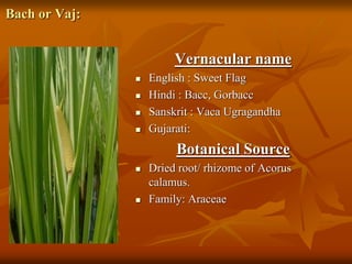 Bach or Vaj:
Vernacular name
 English : Sweet Flag
 Hindi : Bacc, Gorbacc
 Sanskrit : Vaca Ugragandha
 Gujarati:
Botanical Source
 Dried root/ rhizome of Acorus
calamus.
 Family: Araceae
 