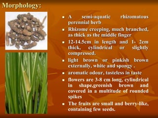 Morphology:
 A semi-aquatic rhizomatous
perennial herb
 Rhizome creeping, much branched,
as thick as the middle finger
 12-14.5cm in length and 1- 2cm
thick, cylindrical or slightly
compressed.
 light brown or pinkish brown
externally, white and spongy .
 aromatic odour, tasteless in taste
 flowers are 3-8 cm long, cylindrical
in shape,greenish brown and
covered in a multitude of rounded
spikes
 The fruits are small and berry-like,
containing few seeds.
 