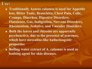 Use:
 Traditionally Acorus calamus is used for Appetite
loss, Bitter Tonic, Bronchitis, Chest Pain, Colic,
Cramps, Diarrhea, Digestive Disorders,
Flatulence, Gas, Indigestion, Nervous Disorders,
Rheumatism, Sedative, and Vascular Disorders.
 Both the leaves and rhizome are apparently
psychoactive, due to the presence of asarones,
which have mescaline-like hallucinogenic
properties
 Boiling water extract of A. calamus is used as
bathing agent for skin diseases.
 