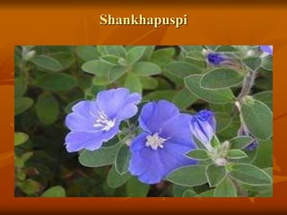 Shankhapuspi
 