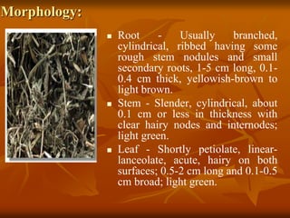 Morphology:
 Root - Usually branched,
cylindrical, ribbed having some
rough stem nodules and small
secondary roots, 1-5 cm long, 0.1-
0.4 cm thick, yellowish-brown to
light brown.
 Stem - Slender, cylindrical, about
0.1 cm or less in thickness with
clear hairy nodes and internodes;
light green.
 Leaf - Shortly petiolate, linear-
lanceolate, acute, hairy on both
surfaces; 0.5-2 cm long and 0.1-0.5
cm broad; light green.
 