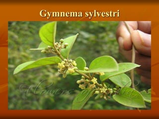 Gymnema sylvestri
 