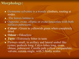 Morphology:
 Gymnema sylvestre is a woody climbers, rooting at
nodes.
 The leaves lamina is
 Opposite, ovate, elliptic or ovate-lanceolate with both
surfaces pubescent.
 Colour : Green to yellowish green when completely
dried
 Odour : Odourless
 Taste : Extremely bitter in taste
 Flowers small, in axillary and lateral umbel like
cymes, pedicels long; Calyx-lobes long, ovate,
obtuse, pubescent; Corolla pale yellow campanulate,
valvate, corona single, with 5 fleshy scales.
 