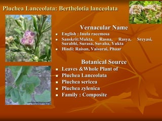 Pluchea Lanceolata: Berthelotia lanceolata
Vernacular Name
 English : Inula racemosa
 Sanskrit:Mukta, Rasna, Rasya, Sreyasi,
Surabhi, Surasa, Suvaha, Yukta
 Hindi: Raisan, Vaisurai, Phaar
Botanical Source
 Leaves &Whole Plant of
 Pluchea Lanceolata
 Pluchea sericea
 Pluchea zylenica
 Family : Composite
 