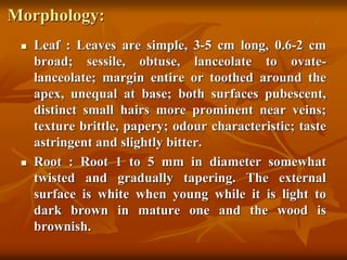Morphology:
 Leaf : Leaves are simple, 3-5 cm long, 0.6-2 cm
broad; sessile, obtuse, lanceolate to ovate-
lanceolate; margin entire or toothed around the
apex, unequal at base; both surfaces pubescent,
distinct small hairs more prominent near veins;
texture brittle, papery; odour characteristic; taste
astringent and slightly bitter.
 Root : Root 1 to 5 mm in diameter somewhat
twisted and gradually tapering. The external
surface is white when young while it is light to
dark brown in mature one and the wood is
brownish.
 