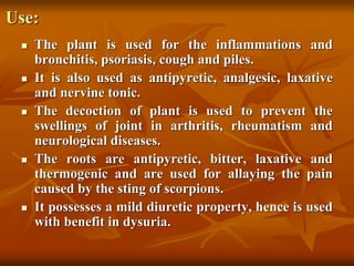 Use:
 The plant is used for the inflammations and
bronchitis, psoriasis, cough and piles.
 It is also used as antipyretic, analgesic, laxative
and nervine tonic.
 The decoction of plant is used to prevent the
swellings of joint in arthritis, rheumatism and
neurological diseases.
 The roots are antipyretic, bitter, laxative and
thermogenic and are used for allaying the pain
caused by the sting of scorpions.
 It possesses a mild diuretic property, hence is used
with benefit in dysuria.
 