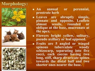Morphology:
 An annual or perennial,
prostrate herb
 Leaves are abruptly simple,
pinnate and opposite. Leaflets
almost sessile, rounded or
oblique at the base, mucronate at
the apex.
 Flowers bright yellow, solitary,
pseudo axillary or leaf opposed.
 Fruits are 5 angled or winged
spinous tuberculate woody
schizocarp, separating into five
cocci, each coccus having two
long, stiff, sharp divaricate spines
towards the distal half and two
shorter ones nearer the base.
 