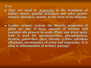Use:
 They are used in Ayurveda in the treatment of
kidney stones, painful urination and other genito-
urinary disorders, mainly in the form of an infusion.
 Genito- urinary system: the diuretic properties of
plant are due to large amount of nitrates and
essential oils present in seeds. Plant and dried spiny
fruit is used for spermatorrhea, phosphateuria,
dysuria, gonorrhea, gleet, chronic cystitis, calculous
affections, incontinence of urine and impotency. It is
used in inflammation of urinary passage.
 
