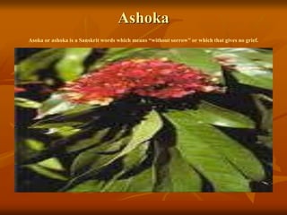 Ashoka
Asoka or ashoka is a Sanskrit words which means “without sorrow” or which that gives no grief.
 